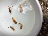 Mixed Fantailed Fancy Goldfish Babies
