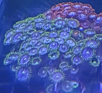 Large Zoa Garden
