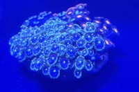 Large Zoa Garden