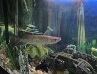 African Pike for sale..Offers or part exchange for a stingray.