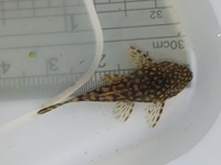 Bristlenose Pleco, Snail, Guppies & Shrimp.