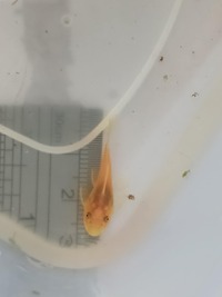 Bristlenose Pleco, Snail, Guppies & Shrimp.