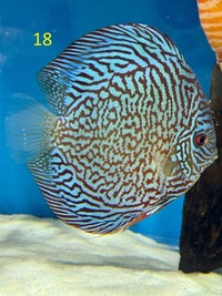18 Top Quality Discus