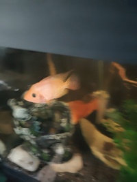 Midas 2/3 inch