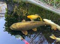 Stunning Metallic Japanese Koi Carp – Over 50cm – Looking for a New Pond