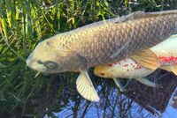 Stunning Metallic Japanese Koi Carp – Over 50cm – Looking for a New Pond