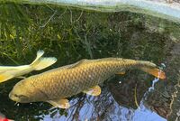 Stunning Metallic Japanese Koi Carp – Over 50cm – Looking for a New Pond