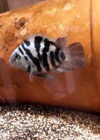 Polar blue cichlids