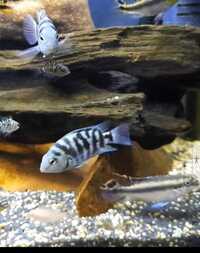 Polar blue cichlids