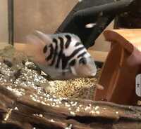 Polar blue cichlids