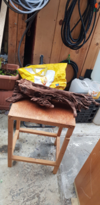 bogwood