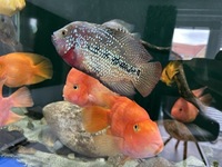Female Kamfa F2 Flowerhorn, proven egg layer