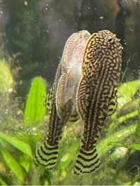 Fascinating Hillstream Loaches £4 each