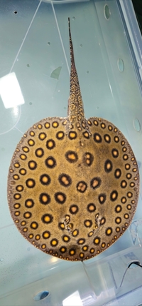 Male Motoro Stingray, 11 inch disc, £240, will consider swaps