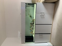 20 x Discus fish for sale