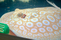Golden Base Albino X Albino Pearl Female Stingray Pup