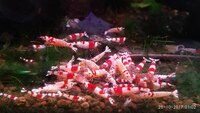 Crystal Red Shrimps