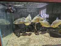 Wild oscars and Tinfoil barb