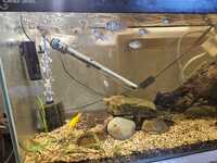 Baby blue Acaras