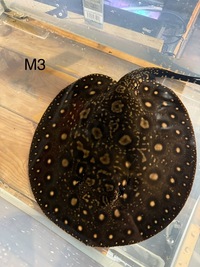 BD Hybrid Het Pups / Sub Adults around 9 months old