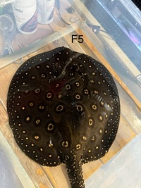 BD Hybrid Het Pups / Sub Adults around 9 months old