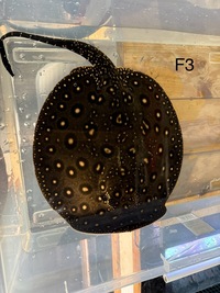 BD Hybrid Het Pups / Sub Adults around 9 months old