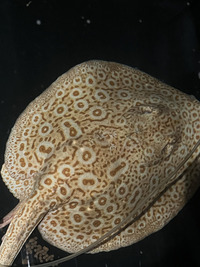 BD Hybrid Het Pups / Sub Adults around 9 months old
