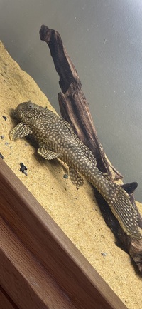 Marble Sailfin Pleco L22 9 inch