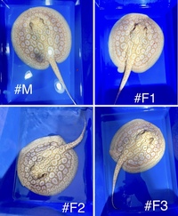 Golden Base Albino X Albino Pearl Female Stingray Pup