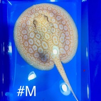 Golden Base Albino X Albino Pearl Female Stingray Pup