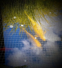 Koi for sale - Warwickshire
