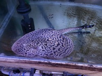 Mini Marble x stingray female 8-9 inches disc