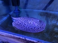 Mini Marble x stingray female 8-9 inches disc