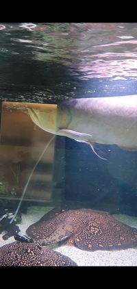 2x south american arowana 300