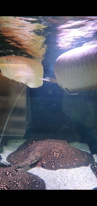 2x south american arowana 300