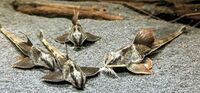 Loricaria Rio Atabapo 7 inches Breeding Group of 6