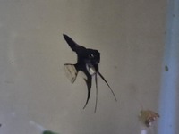 Angelfish for Sale - Plymouth