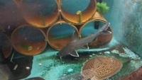 Stormii thor catfish for sale ,£350 or swap