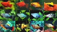 20 Fry – Guppy, Platy, Swordtail, Endler & Molly – Perfect for Beginners & Kids