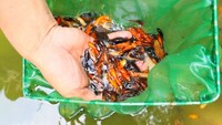 20 Fry – Guppy, Platy, Swordtail, Endler & Molly – Perfect for Beginners & Kids