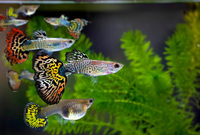 20 Fry – Guppy, Platy, Swordtail, Endler & Molly – Perfect for Beginners & Kids
