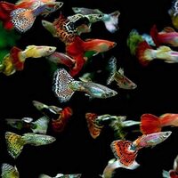 20 Fry – Guppy, Platy, Swordtail, Endler & Molly – Perfect for Beginners & Kids