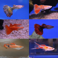 20 Fry – Guppy, Platy, Swordtail, Endler & Molly – Perfect for Beginners & Kids