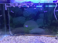 Guppies