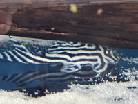 L046 Zebra Plec