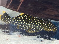 Gold Nugget Plec