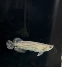 Jardini aro 6ish inch