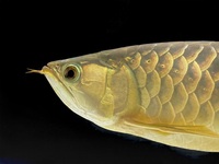 Blue base arowana