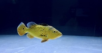 24k spider kelberi bass