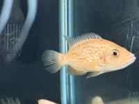 Male red dovii